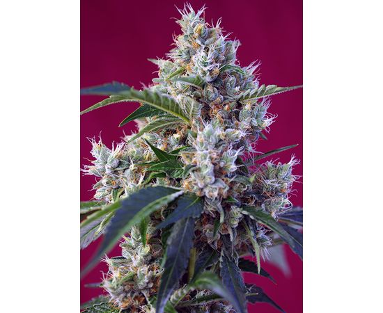 INDIGO BERRY KUSH 3+1sem