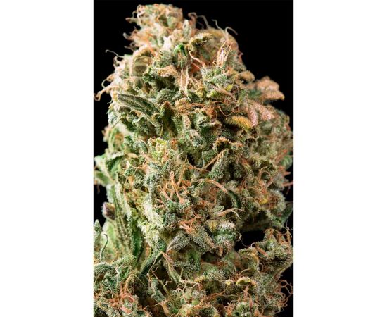 OG KUSH AUTO 1sem