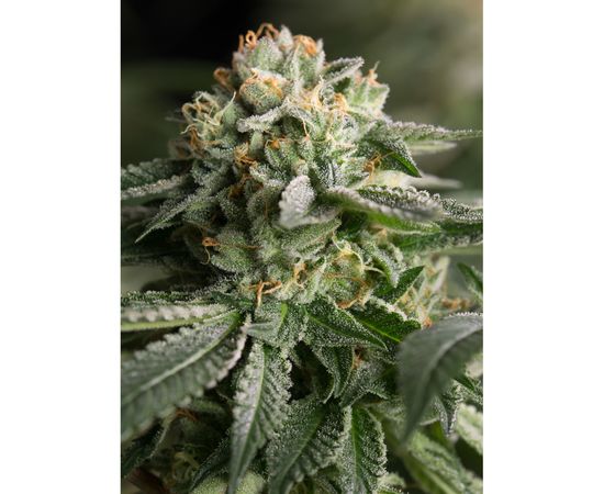 REMO CHEMO 1sem