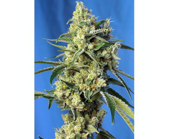 SWEET AMNESIA HAZE 3+1sem