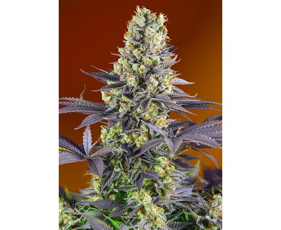 SWEET ZKITTLEZ 3+1sem