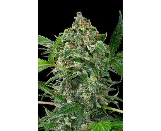 WHITE CHEESE AUTO 5sem