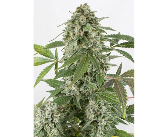 WHITE WIDOW AUTO 1sem