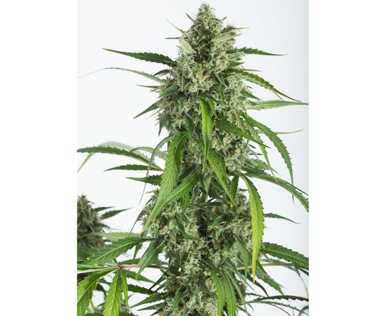 WHITE WIDOW XXL 10sem