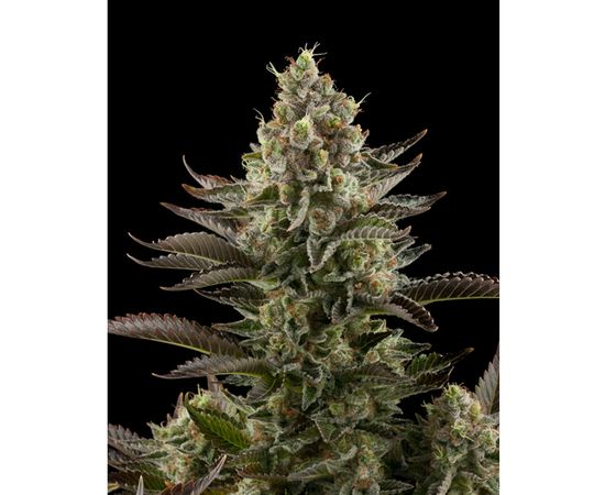 WHITE WIDOW 1sem