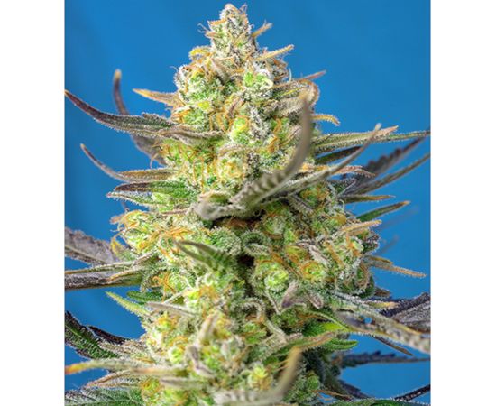 Sweet Cheese XL Auto 100sem