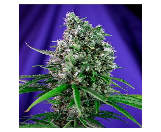 Sweet Trainwreck Auto 3sem