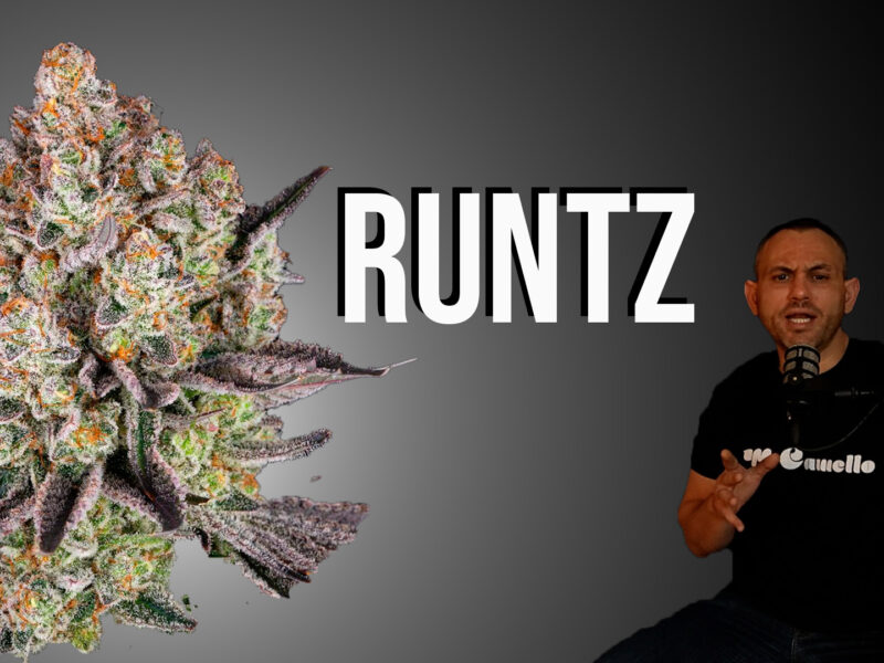 Runtz: origen, genética y por qué marcó una generación
